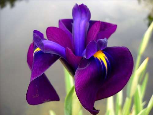 Iris ensata (Iris kaempferi)