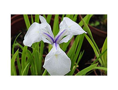 Iris laevigata ‘Snowdrift’ - Marginal Pond Plants - MP049