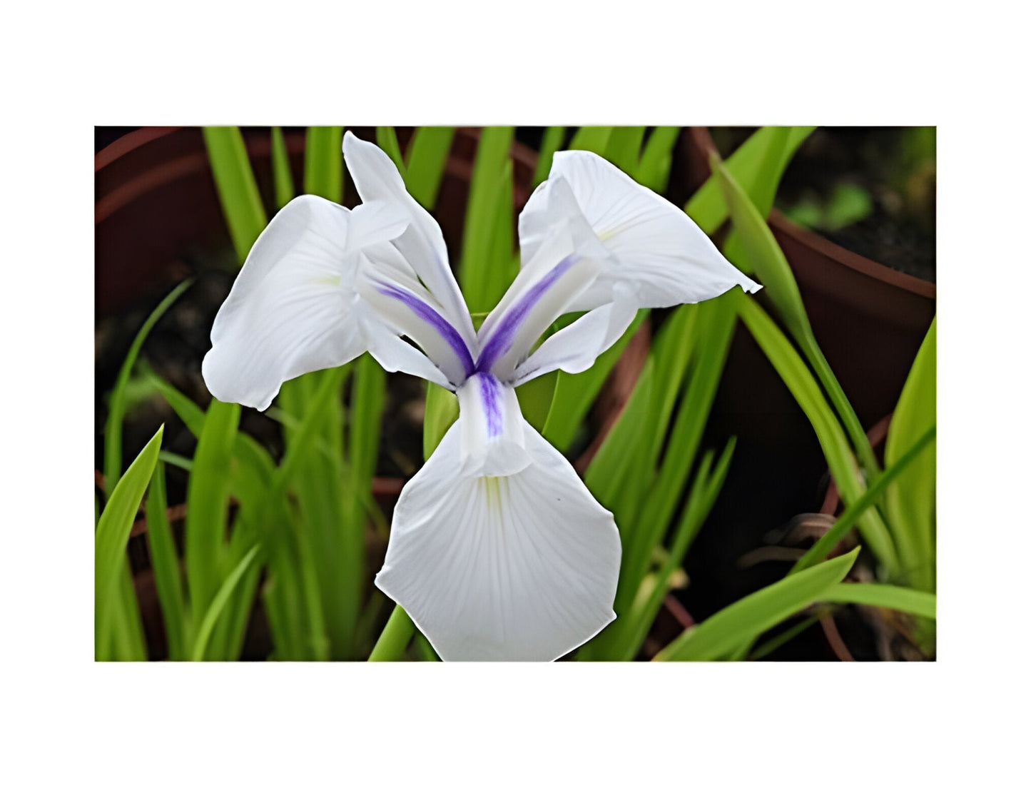 Iris laevigata 'Snowdrift'