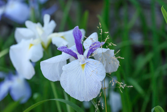 Iris Ensata 'Fortune' - BP059 Packs