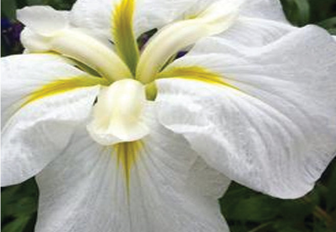 Iris Ensata "Goldbound" - BP062 Packs