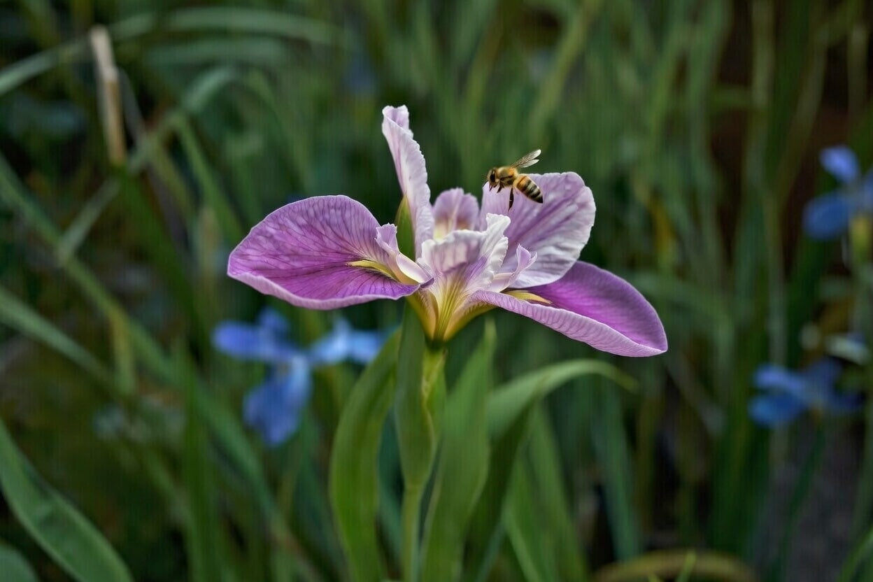Iris Louisiana 'Colorific' - Marginal Pond Plants - MP053
