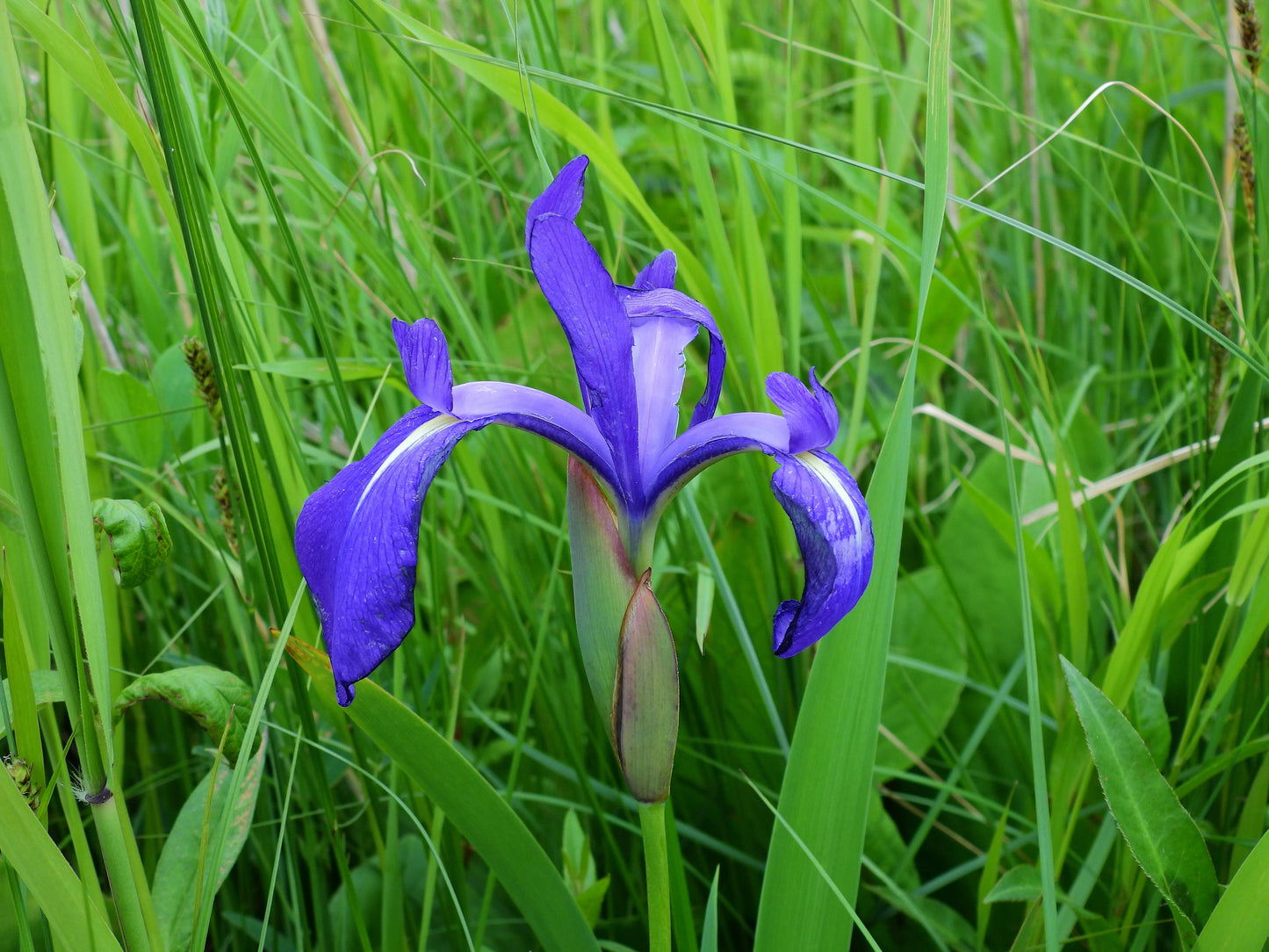 Iris laevigata 'blue' - MP048 Packs