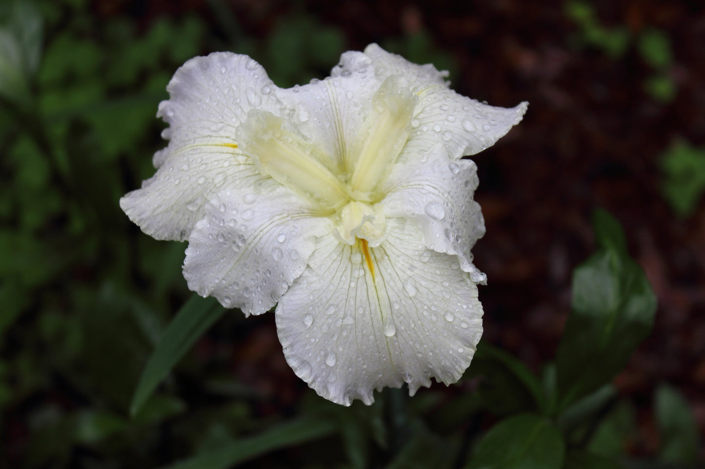 Iris louisiana ‘Arabian Bayou’ - Marginal Pond Plants - MP051