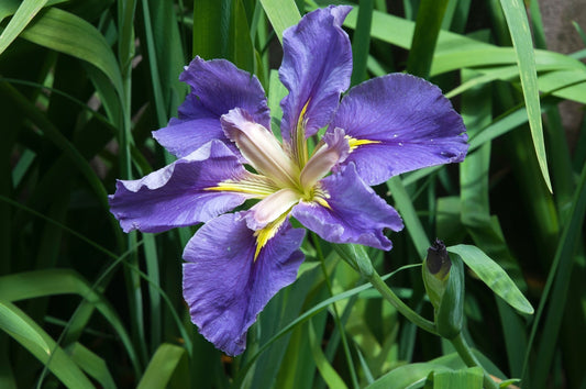 Iris louisiana ‘Marie Gallais’ - Marginal Pond Plants - MP055