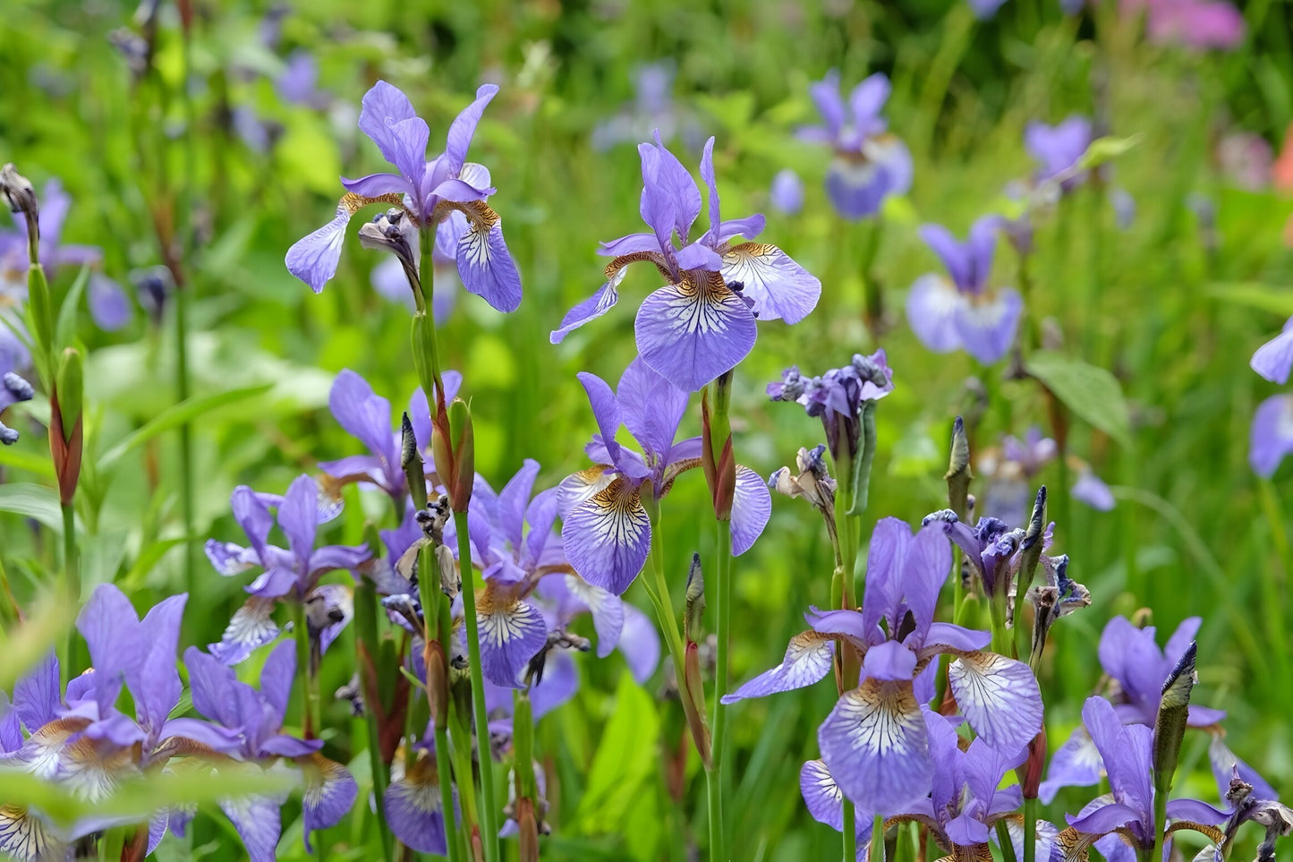 Iris versicolor (Blue flag or Poison flag)