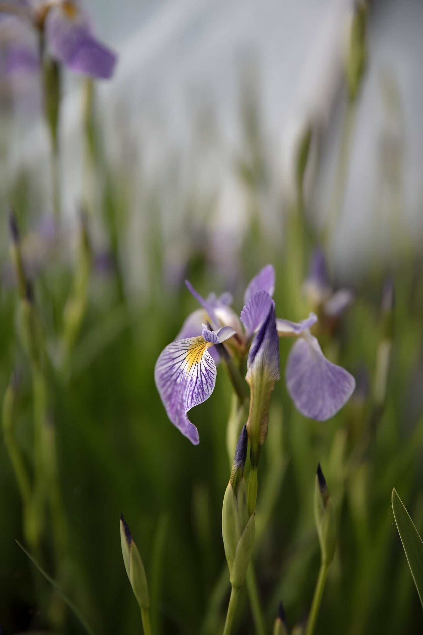 Iris versicolor 'Gerald Darby'