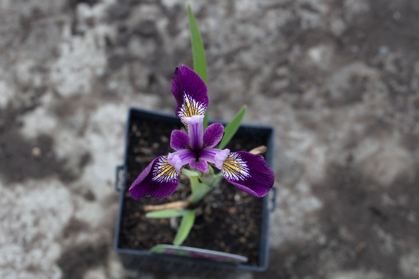 Iris versicolor 'Kermesina' - Marginal Pond Plants - MP063