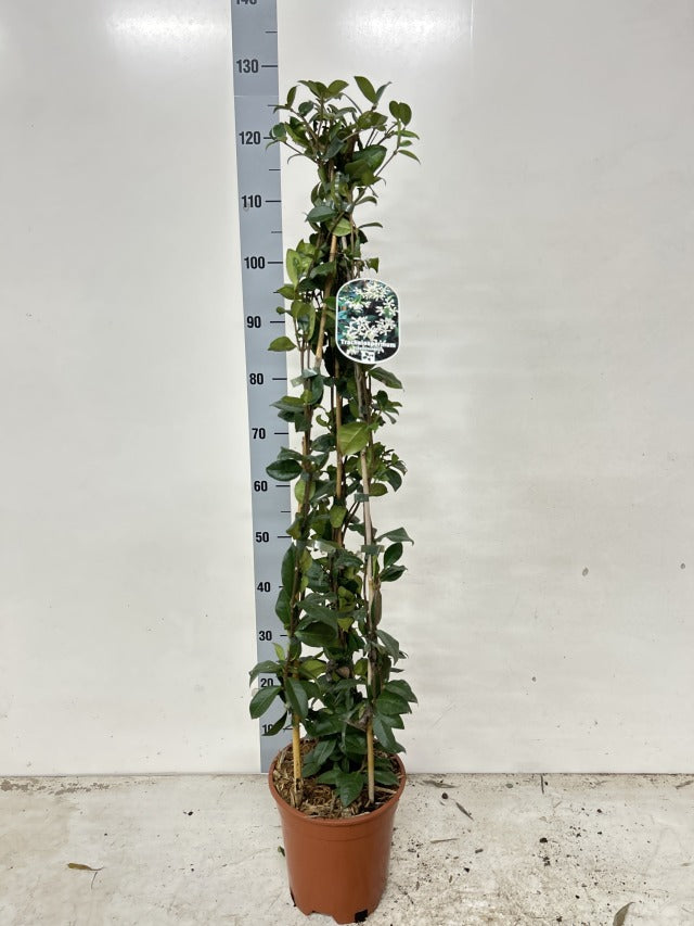 Evergreen Star Jasmine | Trachelospermum jasminoides | Climber