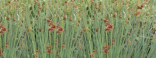 Juncus inflexus