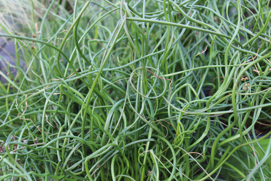 Juncus effusus var. spiralis (Corkscrew rush) - MP065 Packs