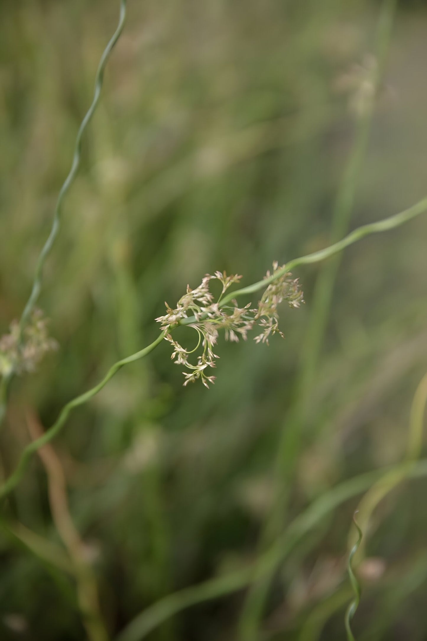 Juncus effusus var. spiralis