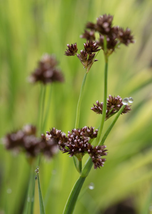 Juncus ensifolius (Flying hedgehogs) - Marginal Pond Plants - MP066