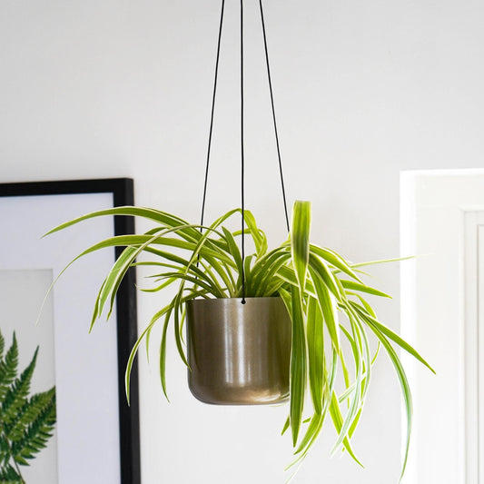 TheFoalyard Ivyline Kew Royal Botanic Gardens Matt Brass Hanging Planter with Hook