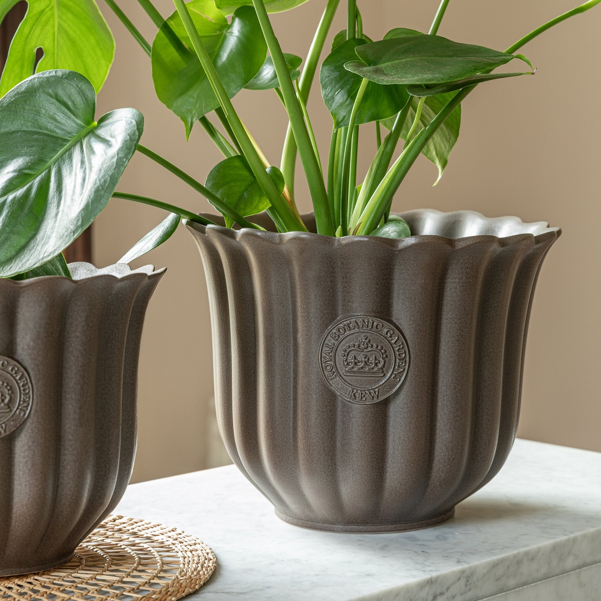 TheFoalyard Ivyline Kew Royal Botanic Gardens Fluted Tulip Mocha Planter
