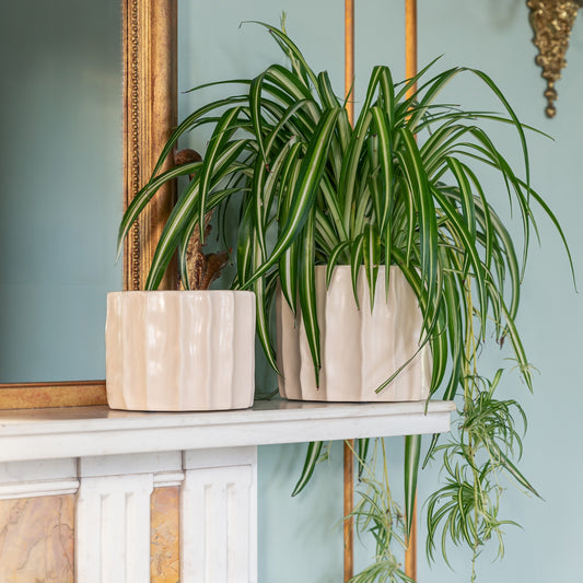 TheFoalyard Ivyline Kew Royal Botanic Gardens Organic Ripple Bone Planter