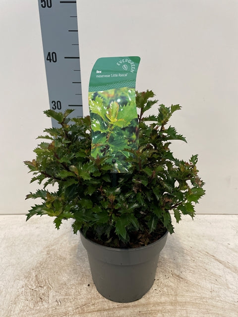 Ilex meserveae 'Little Rascal' Holly
