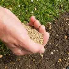 Superior Lawn Seed