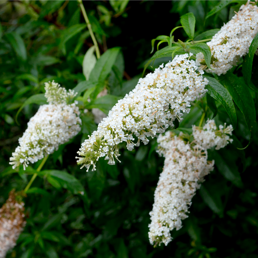 Buddleja Butterfly Candy 'Little White' 9cm/1L/3L