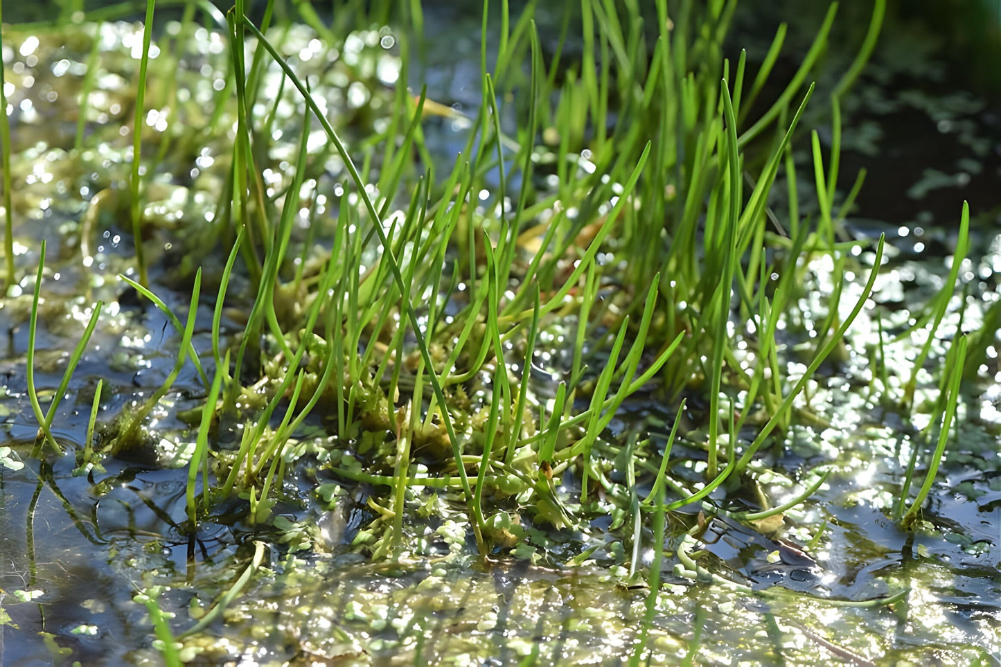Litorella uniflora