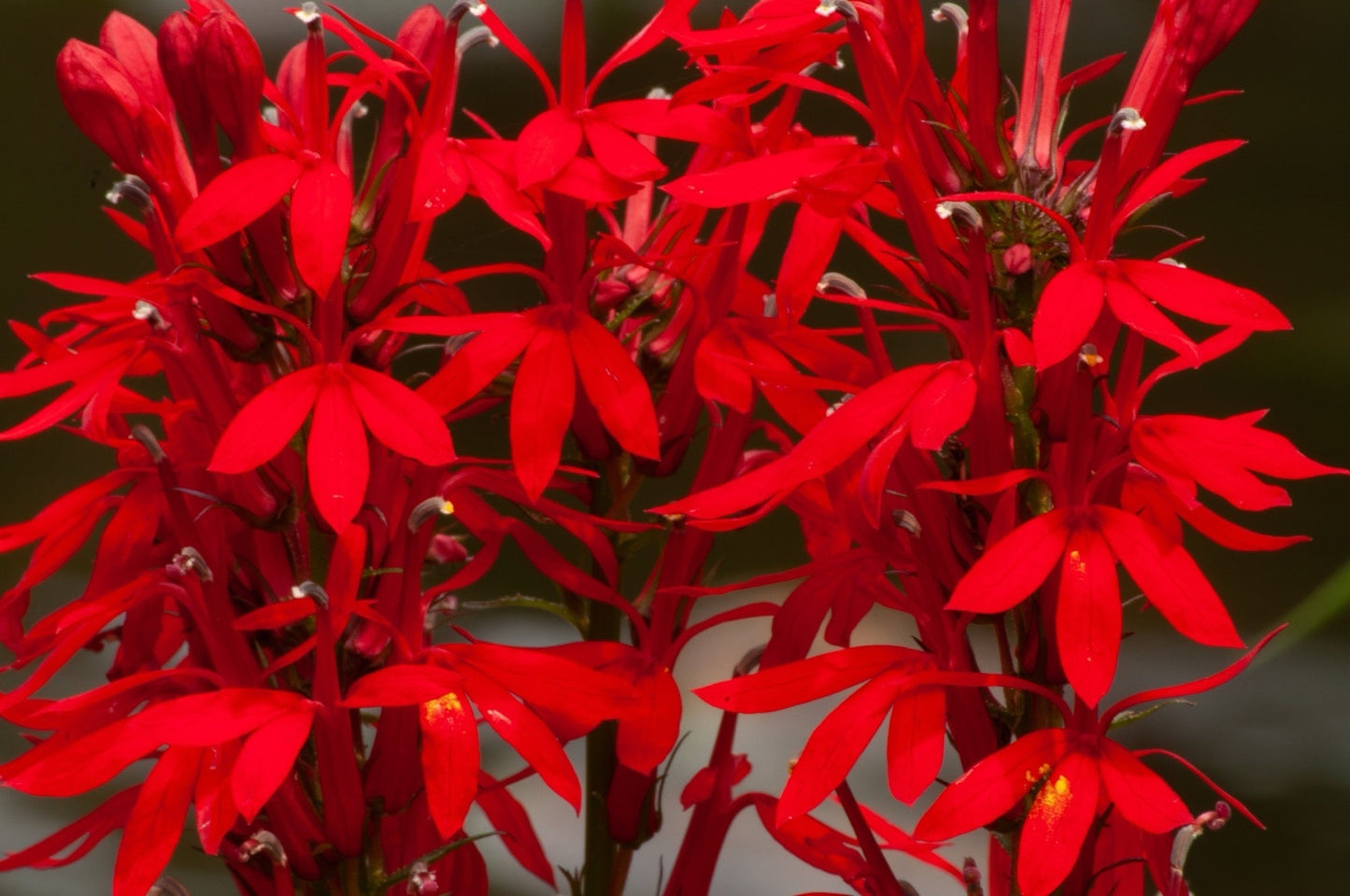 Lobelia cardinalis