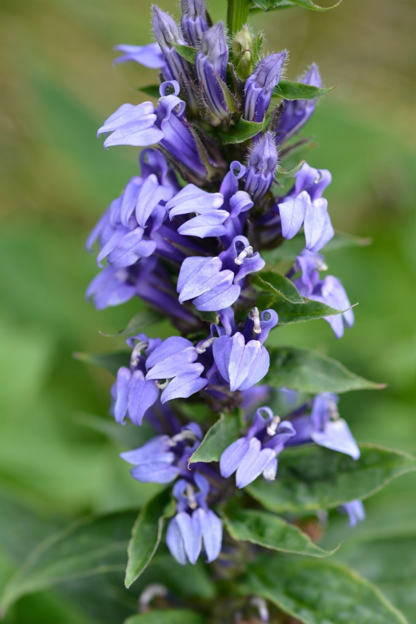 Lobelia siphilitica (Blue lobelia) - Marginal Pond Plants - MBP072