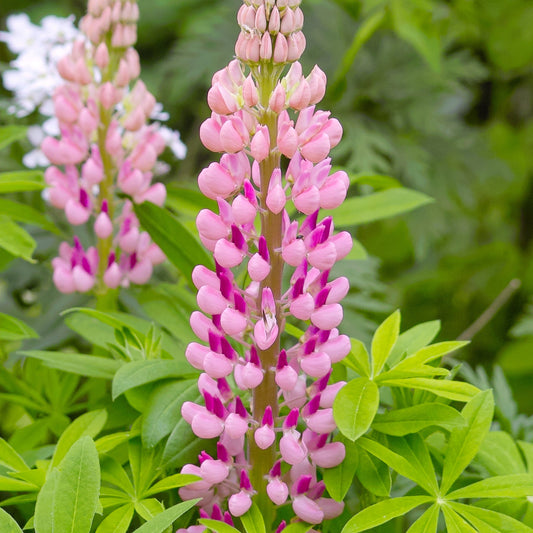 Lupin Gallery Rose/Pink 9cm/2L
