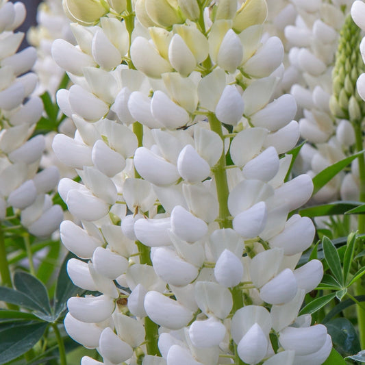 Lupin 'Gallery White' 9cm / 2L