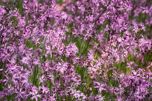 Lychnis flos-cuculi (Nana) - MP069A Packs