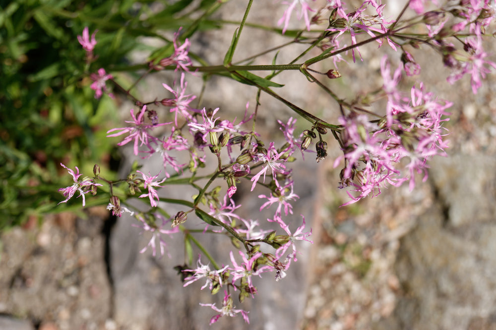 Lychnis flos-cuculi (Nana) - MP069A Packs