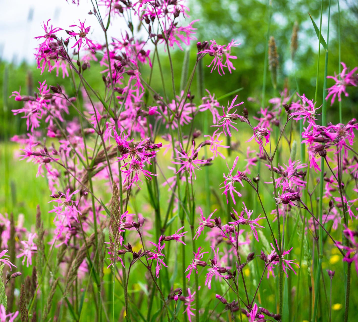 Lychnis flos-cuculi (Ragged robin) - MP069 Packs