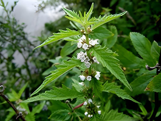 Lycopus europaeus