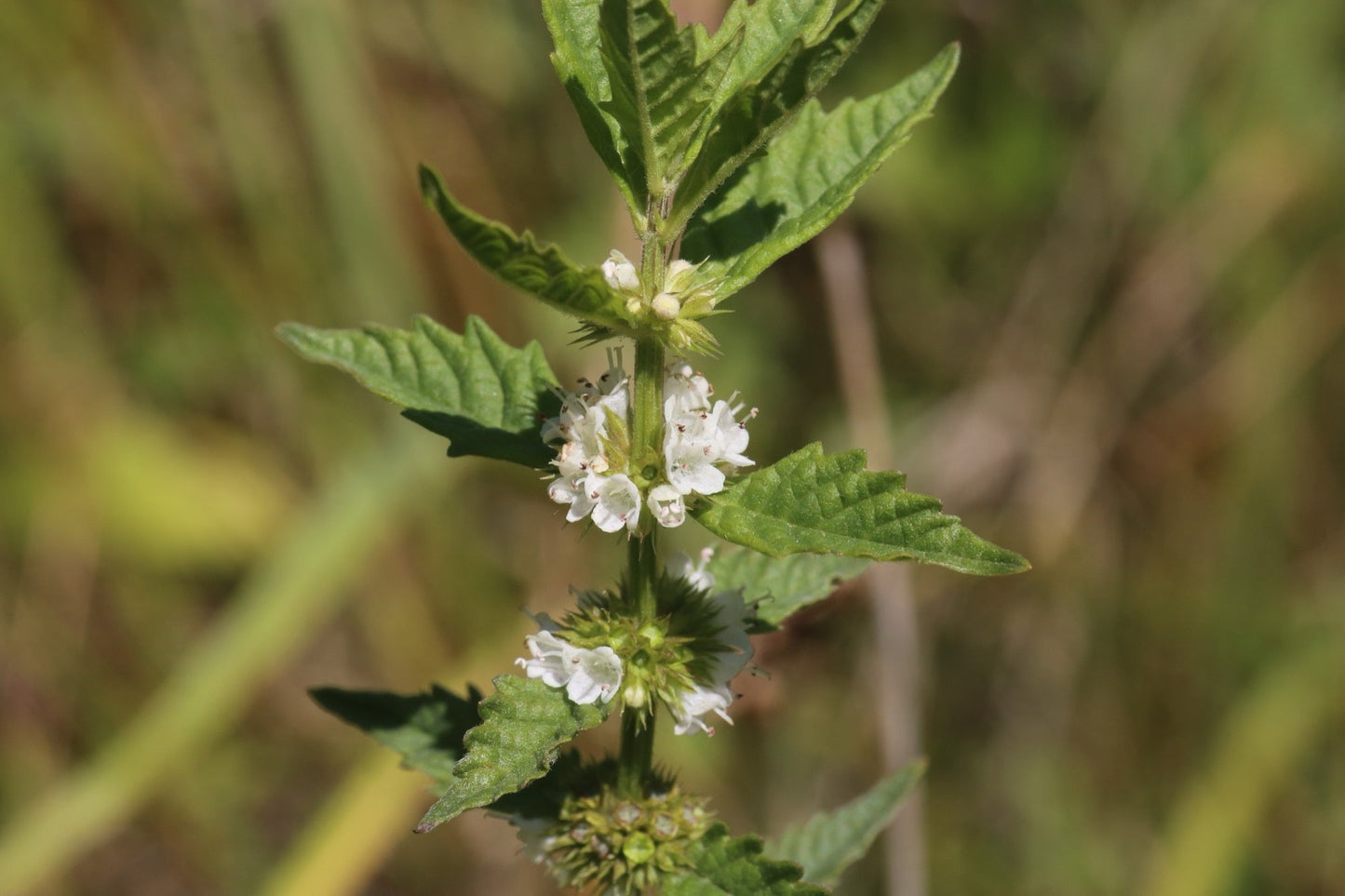 Lycopus europaeus