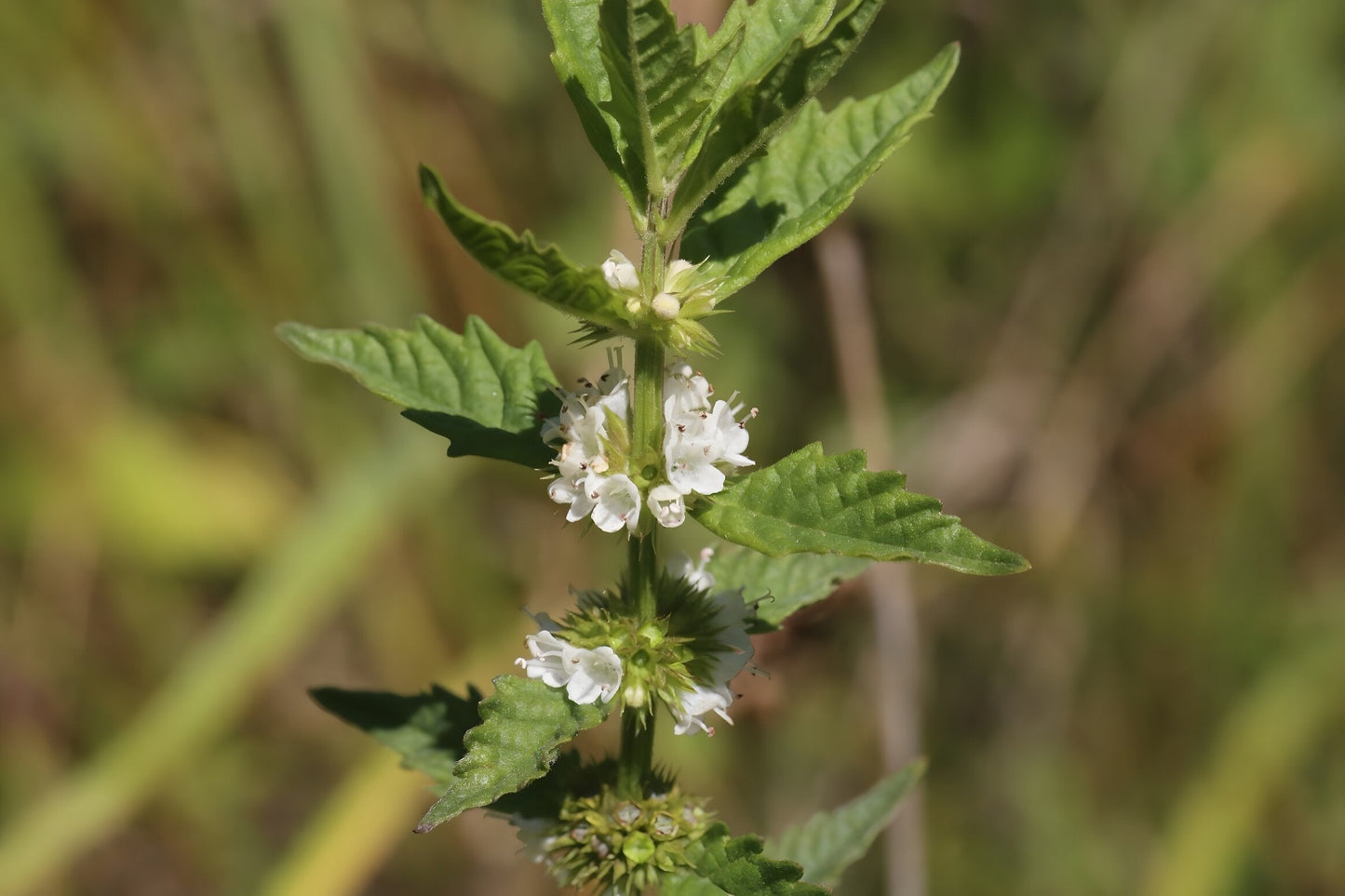 Lycopus europaeus
