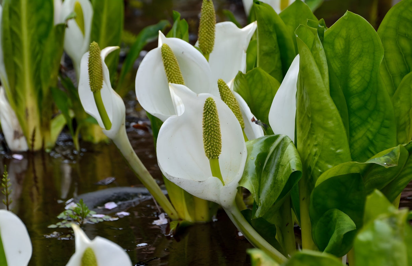 Lysichiton camtschatcensis
