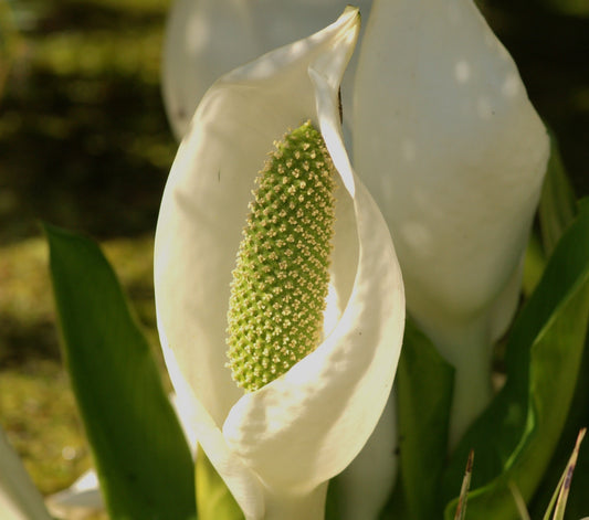 Lysichiton camtschatcensis - Marginal Pond Plants - MP072