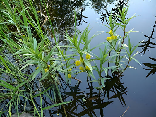 Lysimachia thyrsiflora