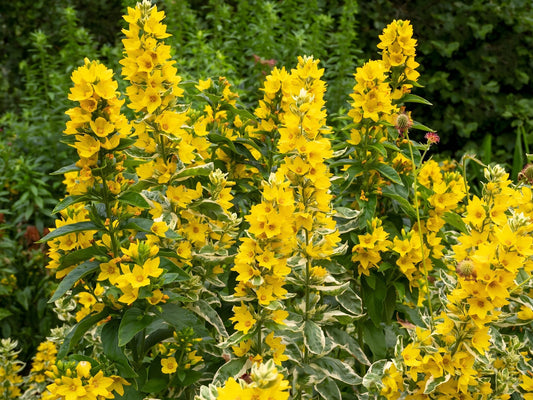 Lysimachia punctata