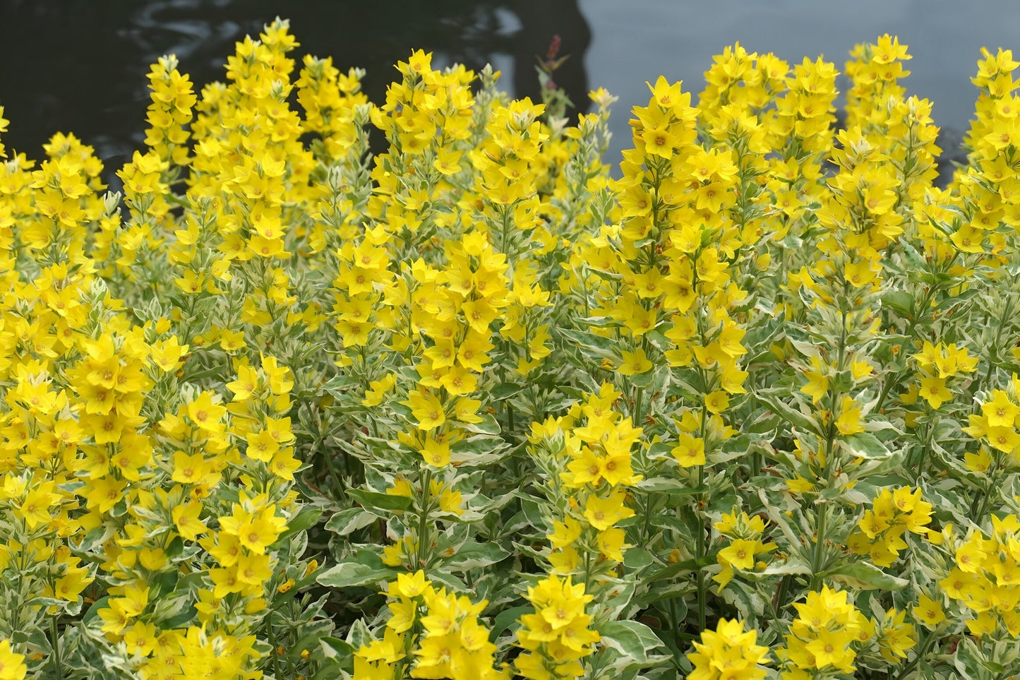 Lysimachia punctata