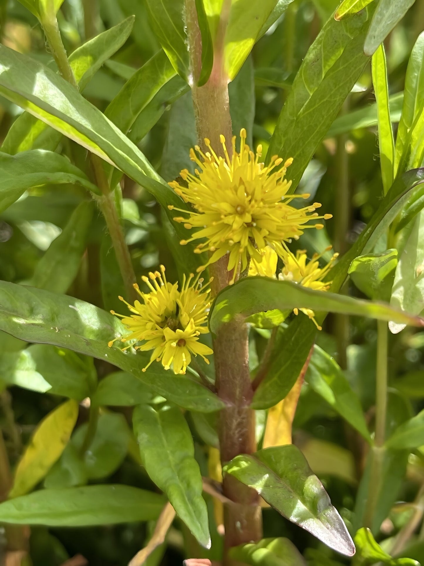 Lysimachia thyrsiflora