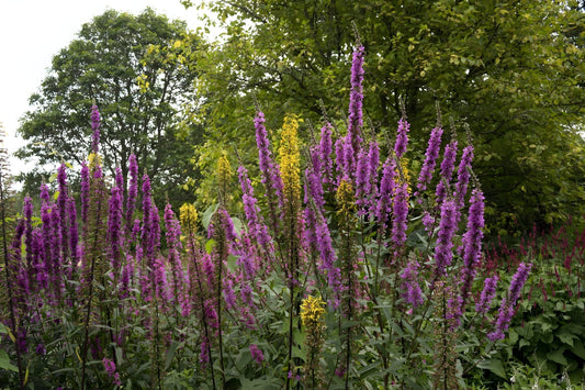 Lythrum salicaria 'Rosy Gem'