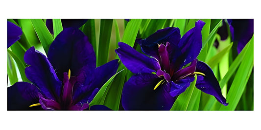Iris louisiana 'Black Gamecock'