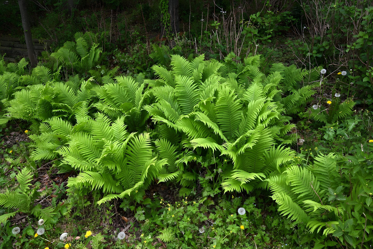 Matteuccia struthiopteris