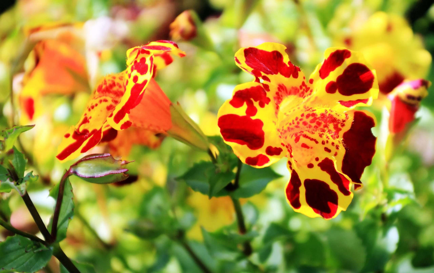 Mimulus Tigrinus - Marginal Pond Plants - Pond Plants - Water Plants - MP083