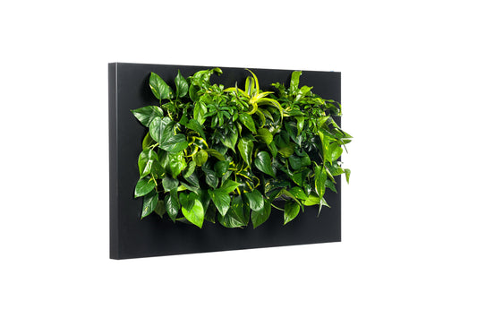 LIVE PICTURE - Living wall frame - 112cm - Black