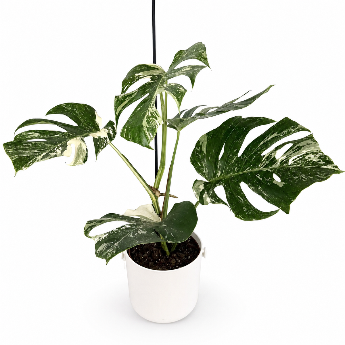 Monstera Deliciosa Albo Variegated 17cm Pot Size Houseplant