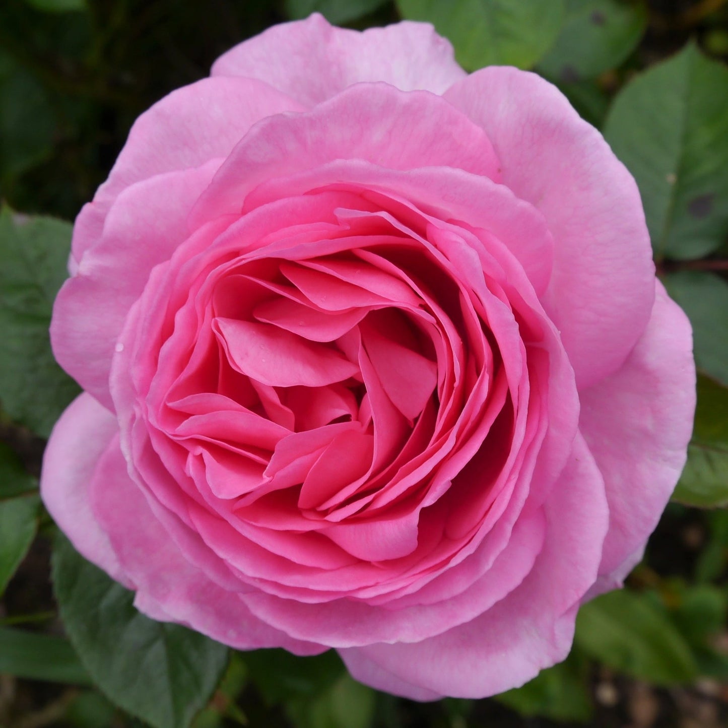 Mum in a Million Rose | Hybrid Tea Rose | 4L Potted Rose (PRE ORDER DECEMBER '25)