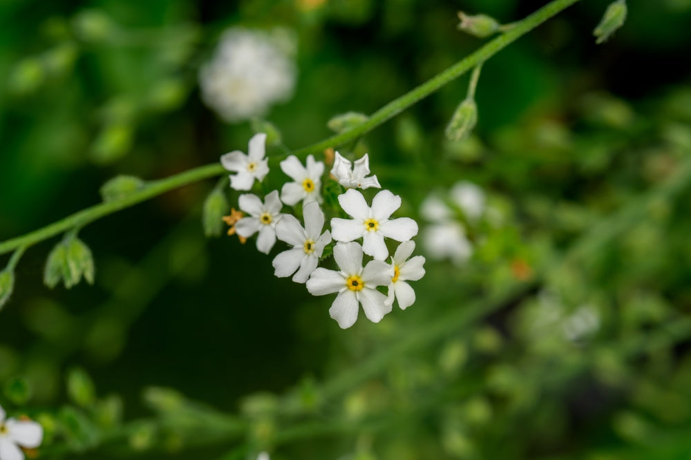 Myosotis Scorpioides White - BP087 Packs