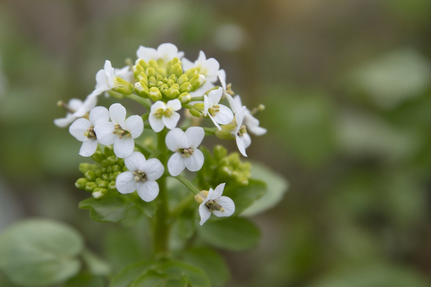 Nasturtium officinale (Water cress) - Marginal Pond Plants - MP085