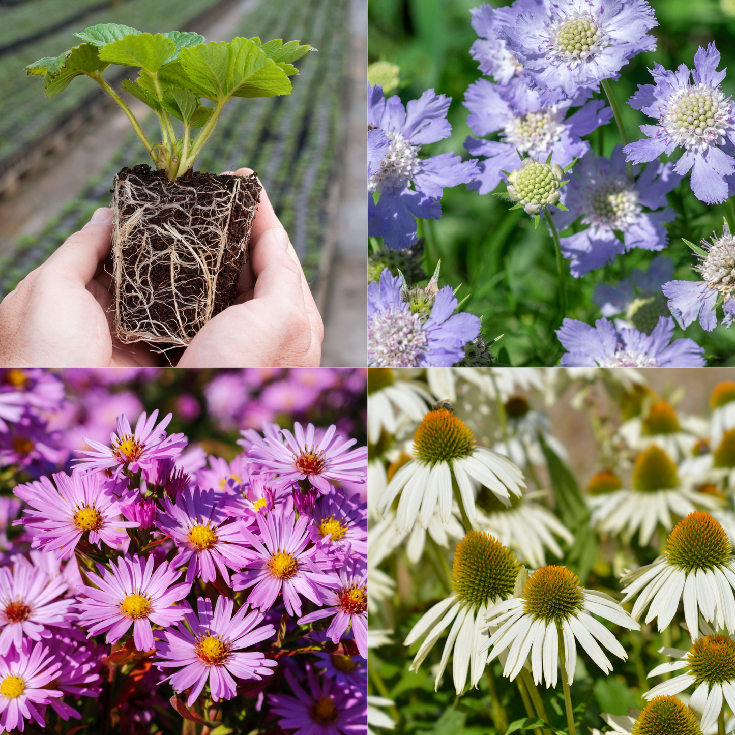 Young Perennial Pastel Colours Bundle